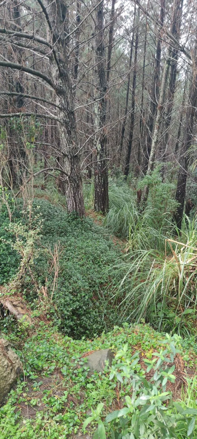 A faint path winds through thick green undergrowth between pine trees.
